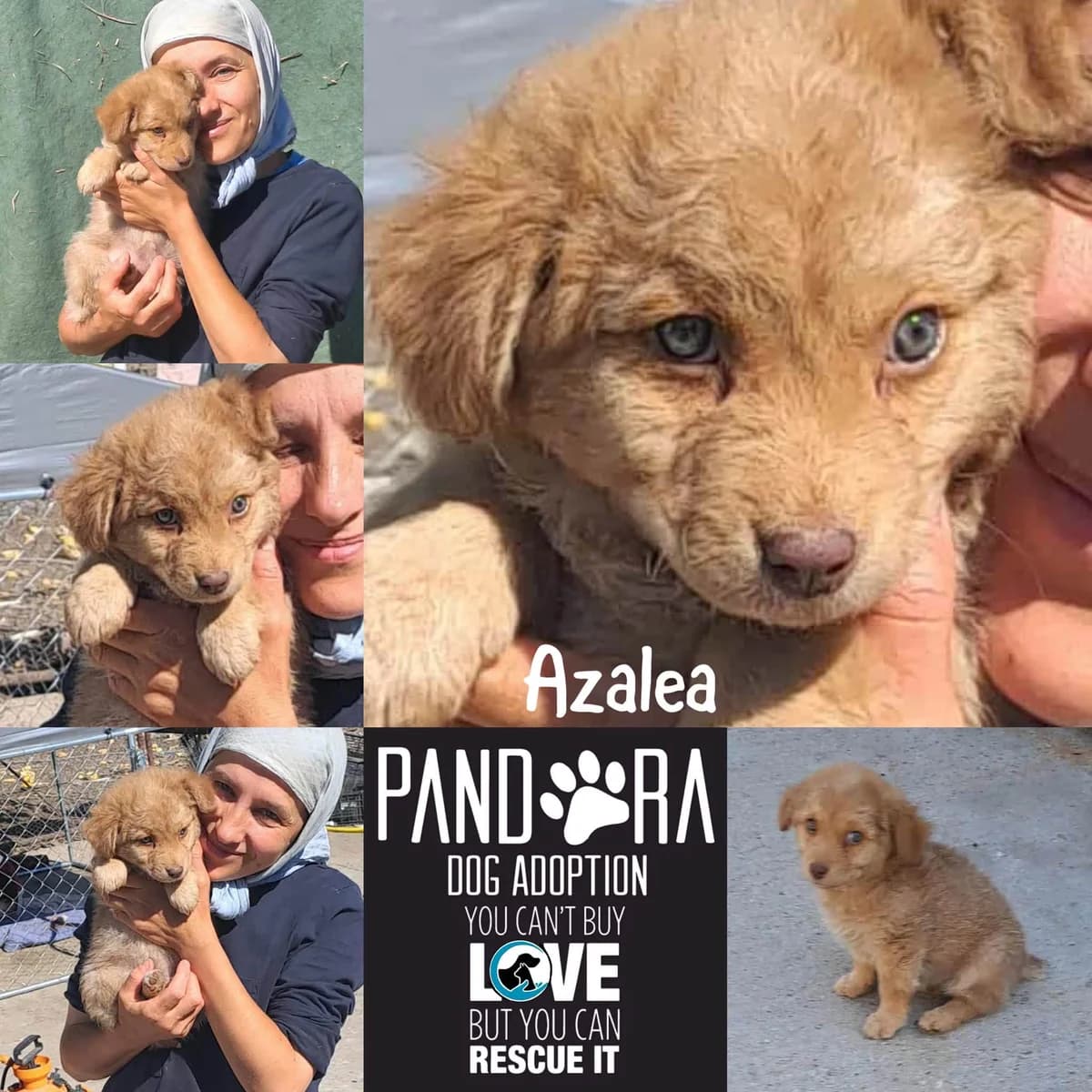 Azalea,  puppy Mixed Breed for adoption at Stichting Pandora