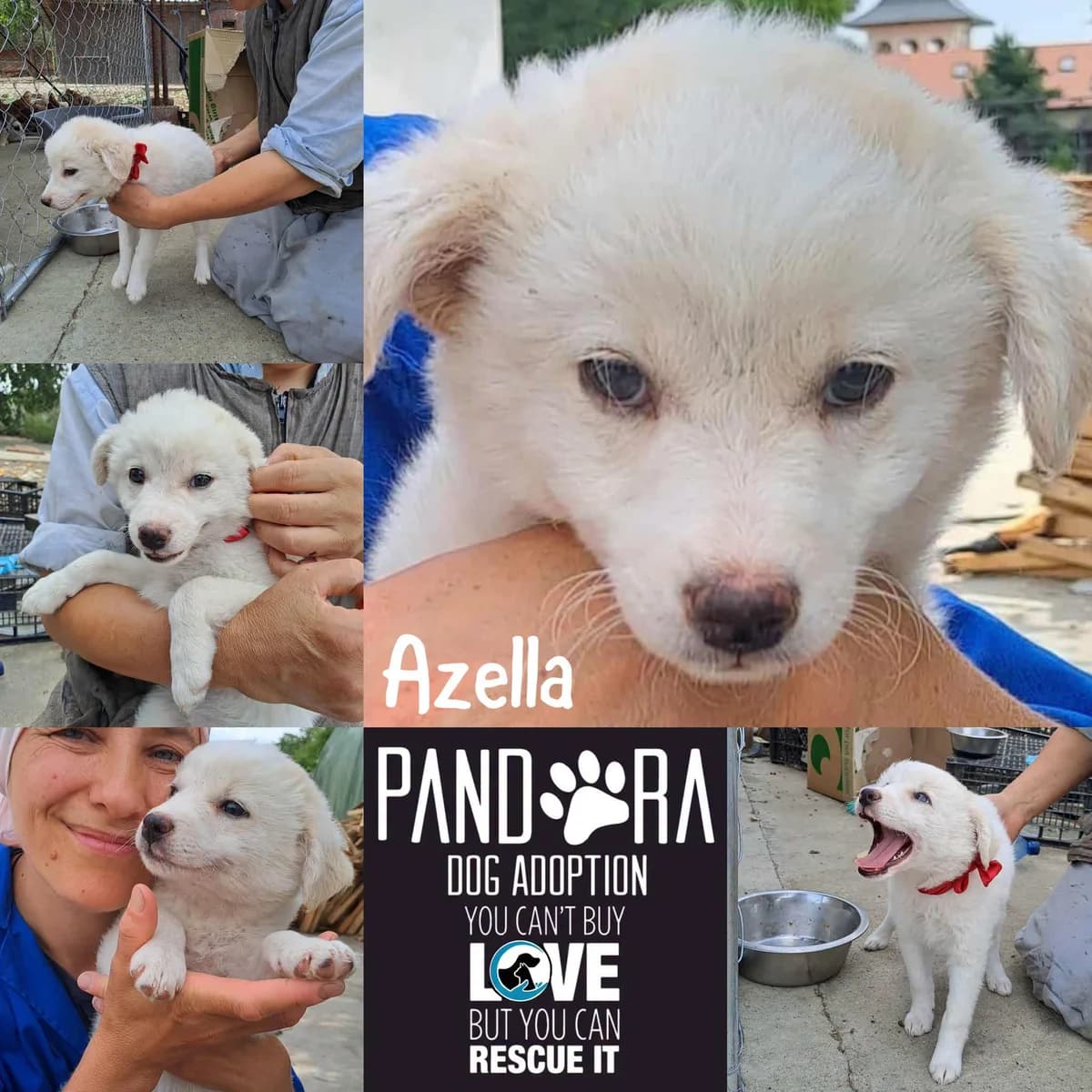 Azella,  puppy Mixed Breed for adoption at Stichting Pandora