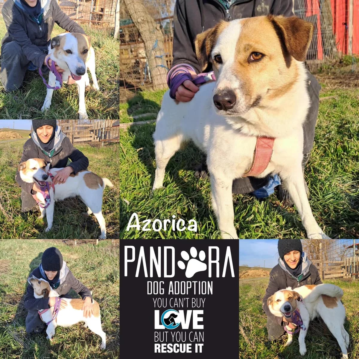 Azorica,  3yo Mixed Breed for adoption at Stichting Pandora