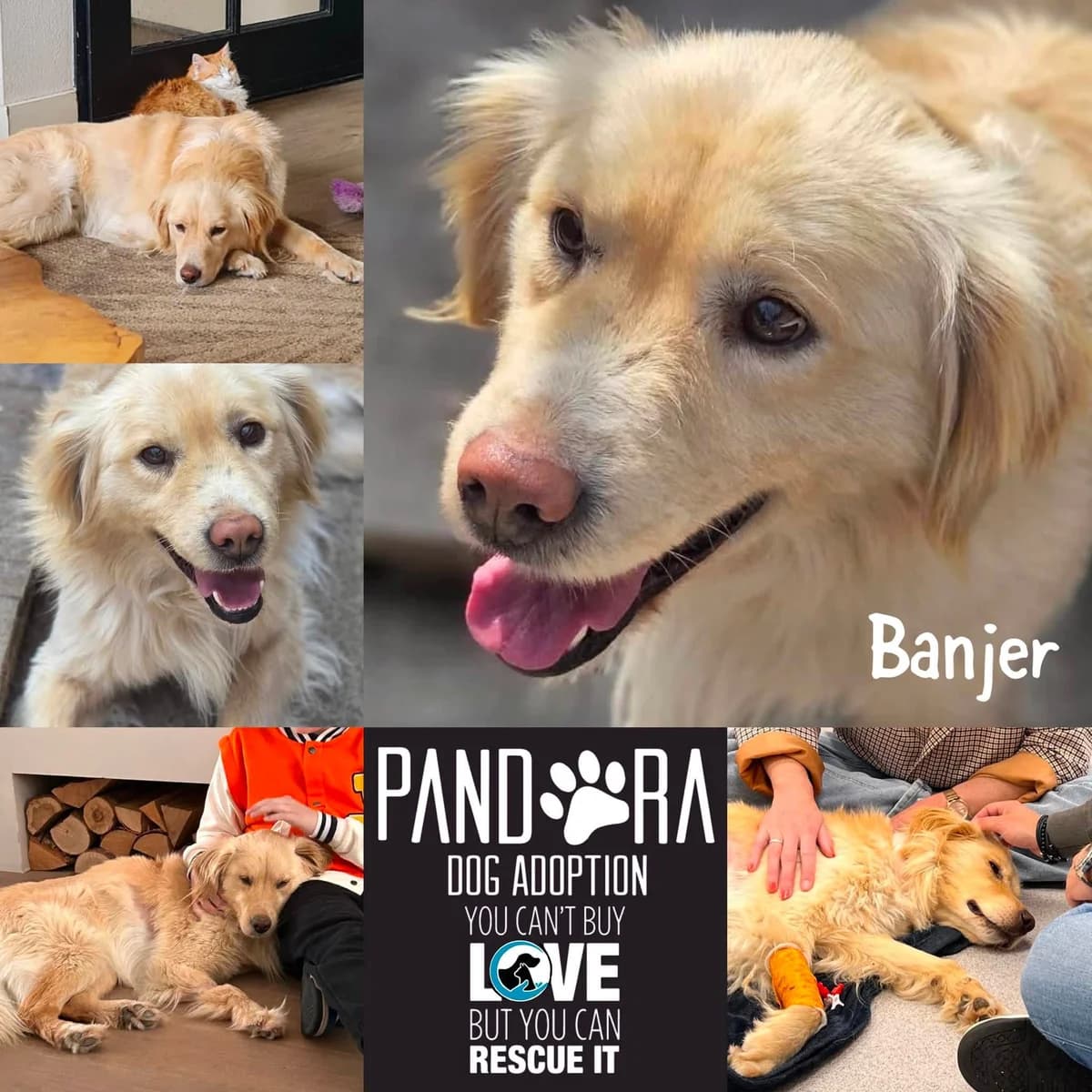Banjer,  3yo Mixed Breed for adoption at Stichting Pandora