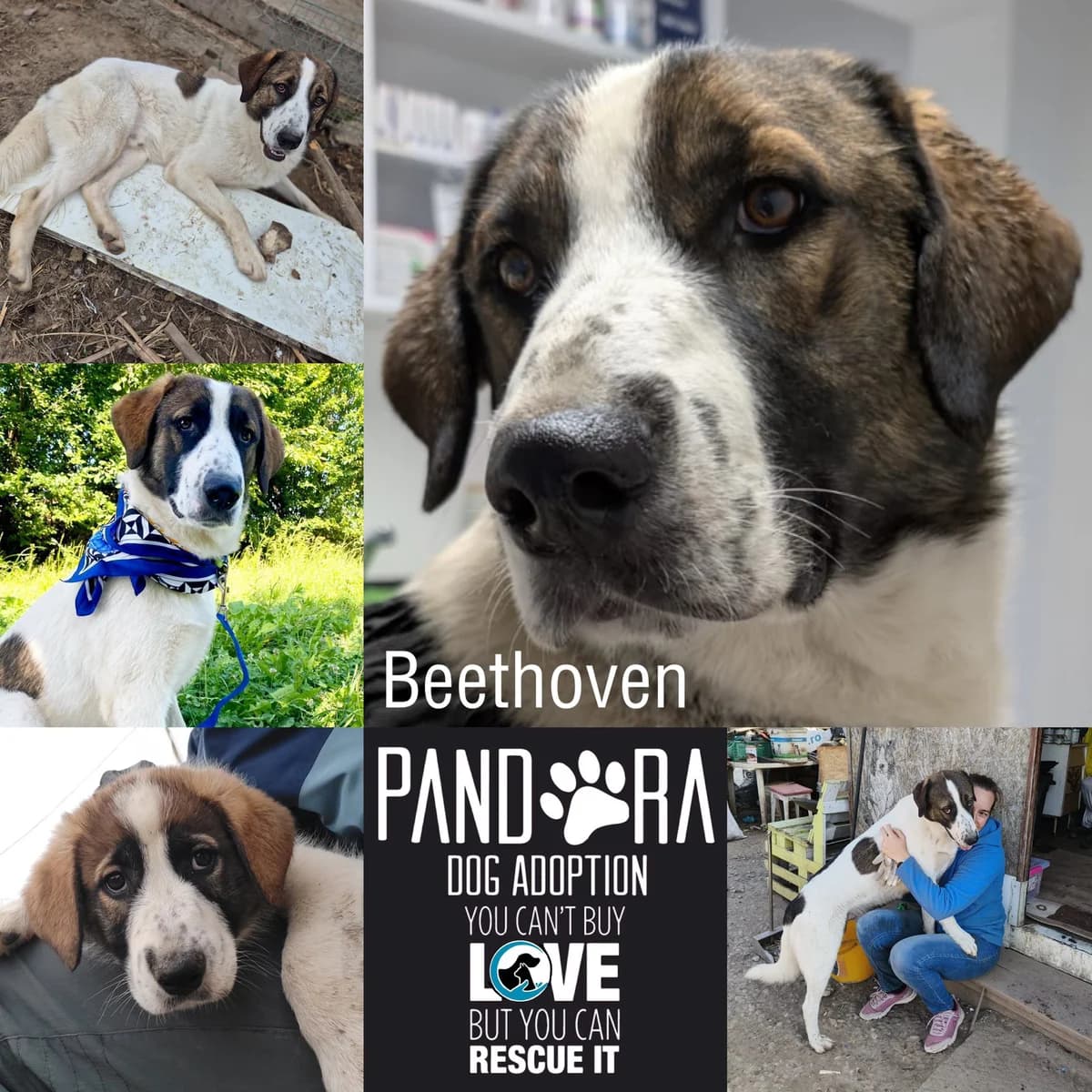 Beethoven,  young Mixed Breed for adoption at Stichting Pandora