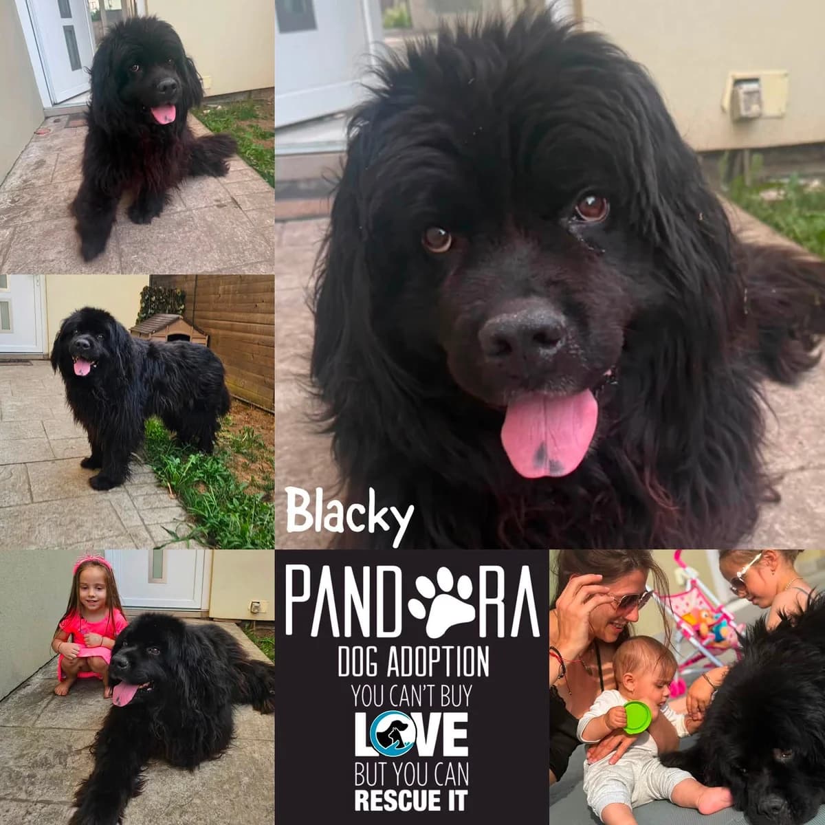 Blacky,  7yo Mixed Breed for adoption at Stichting Pandora