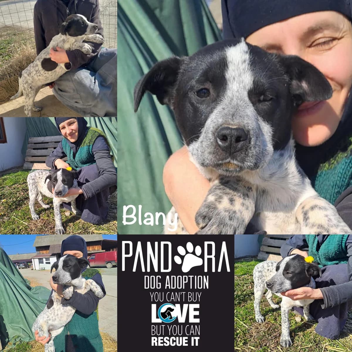 Blany,  puppy Mixed Breed for adoption at Stichting Pandora