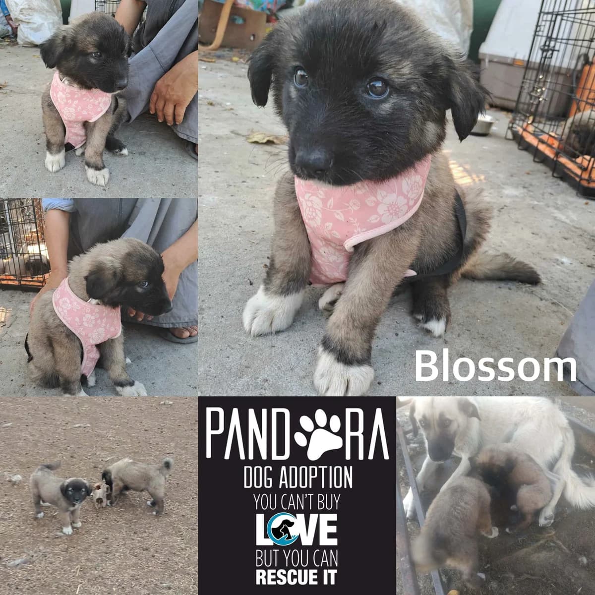 Blossom,  puppy Mixed Breed for adoption at Stichting Pandora