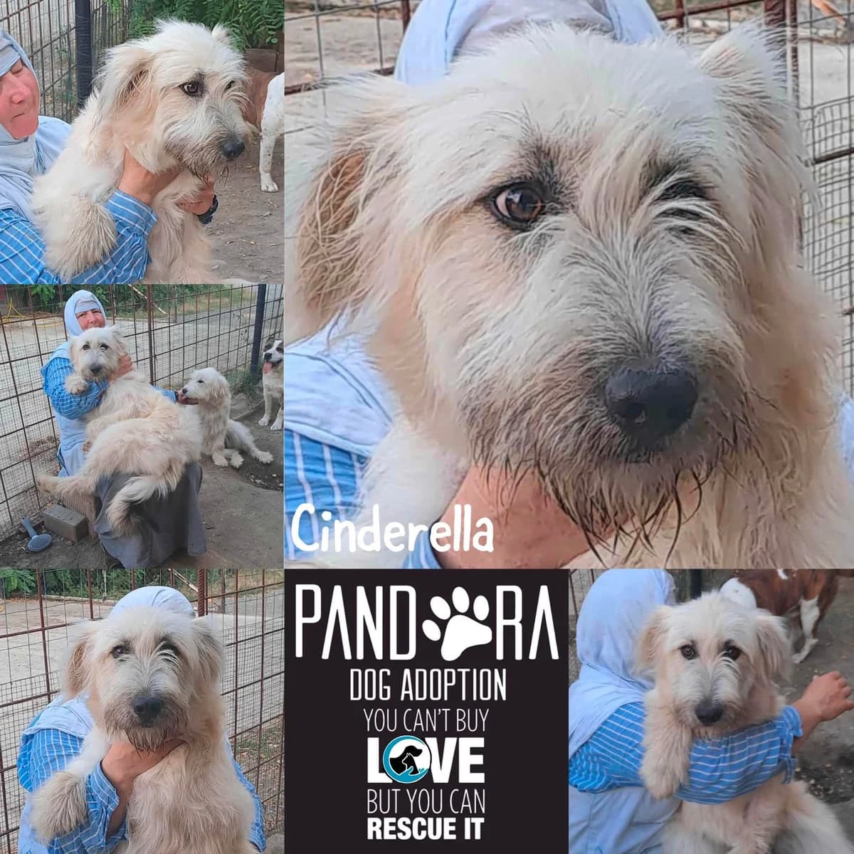 Cinderella,  puppy Mixed Breed for adoption at Stichting Pandora