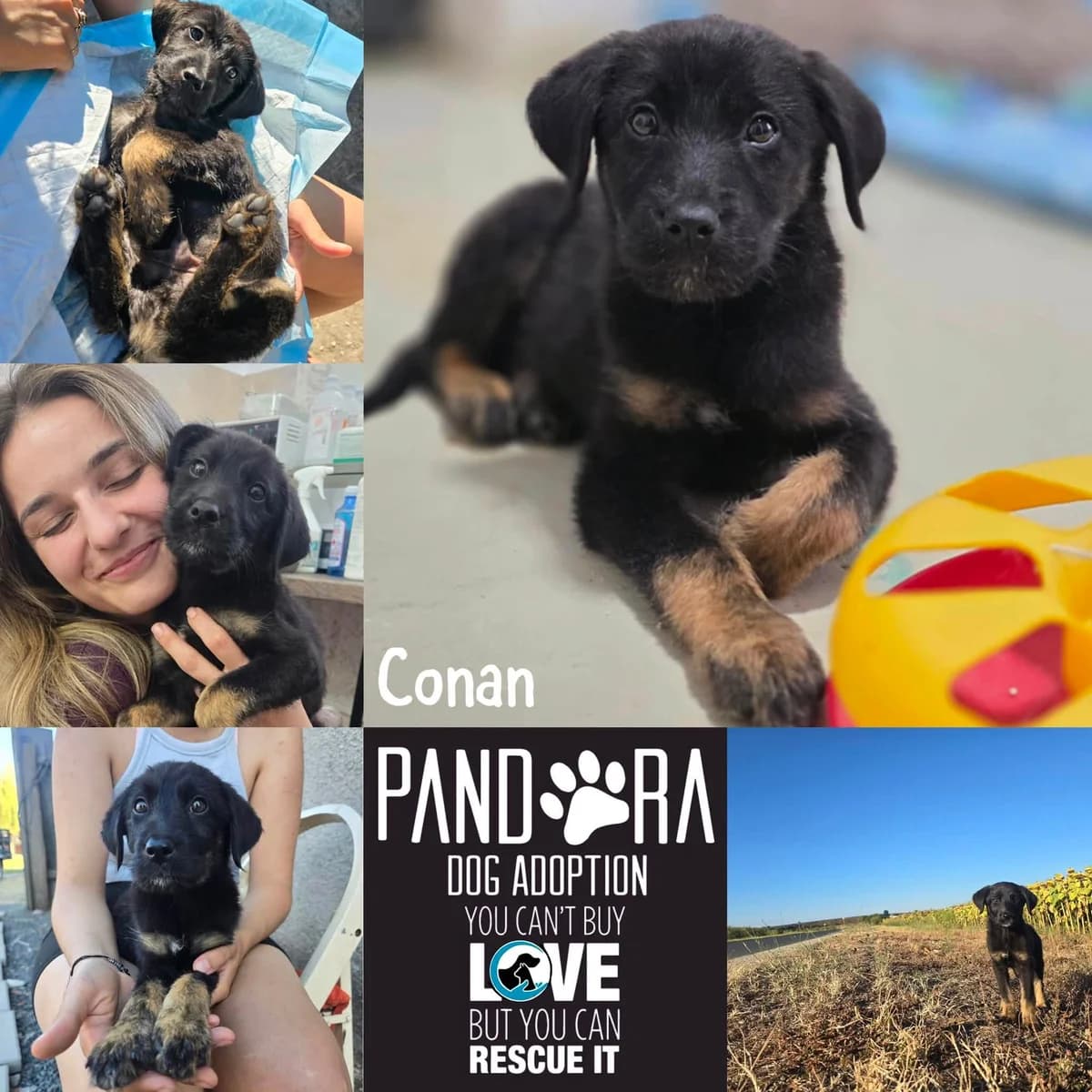 Conan,  puppy Mixed Breed for adoption at Stichting Pandora
