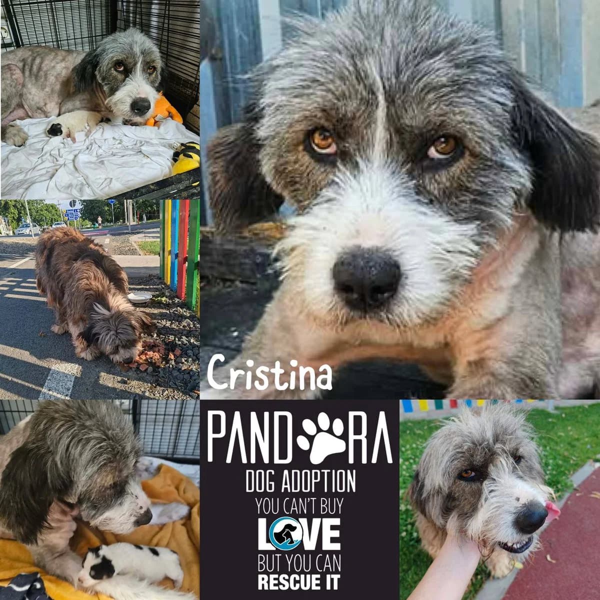 Cristina,  puppy Mixed Breed for adoption at Stichting Pandora