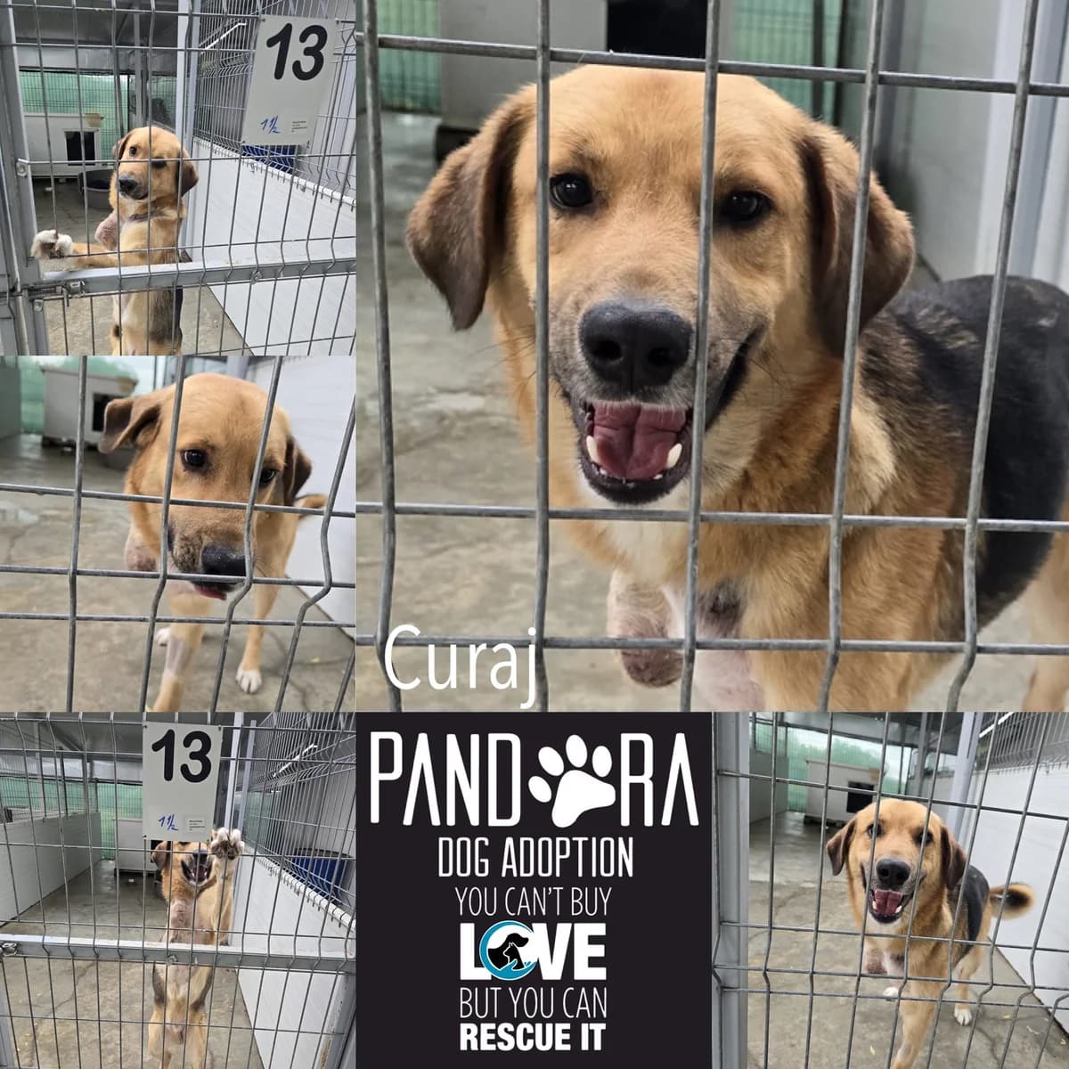 Curaj,  5yo Mixed Breed for adoption at Stichting Pandora
