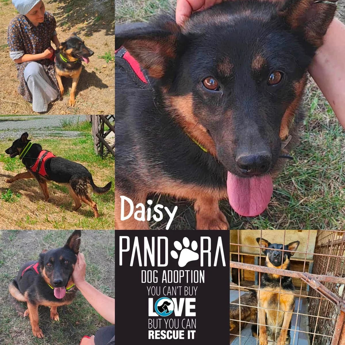 Daisy,  5yo Mixed Breed for adoption at Stichting Pandora