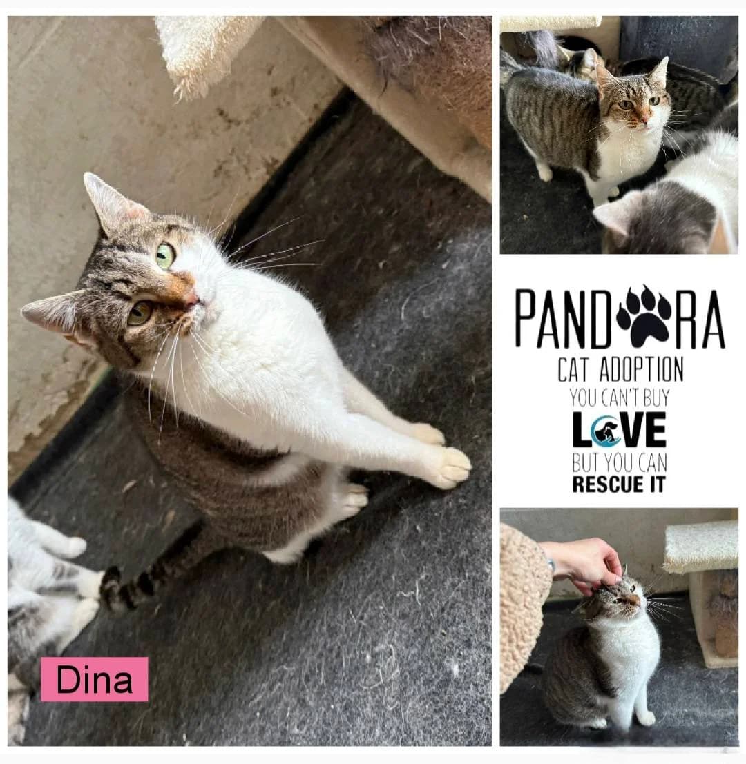 Dina, 3yo Mixed Breed for adoption at Stichting Pandora