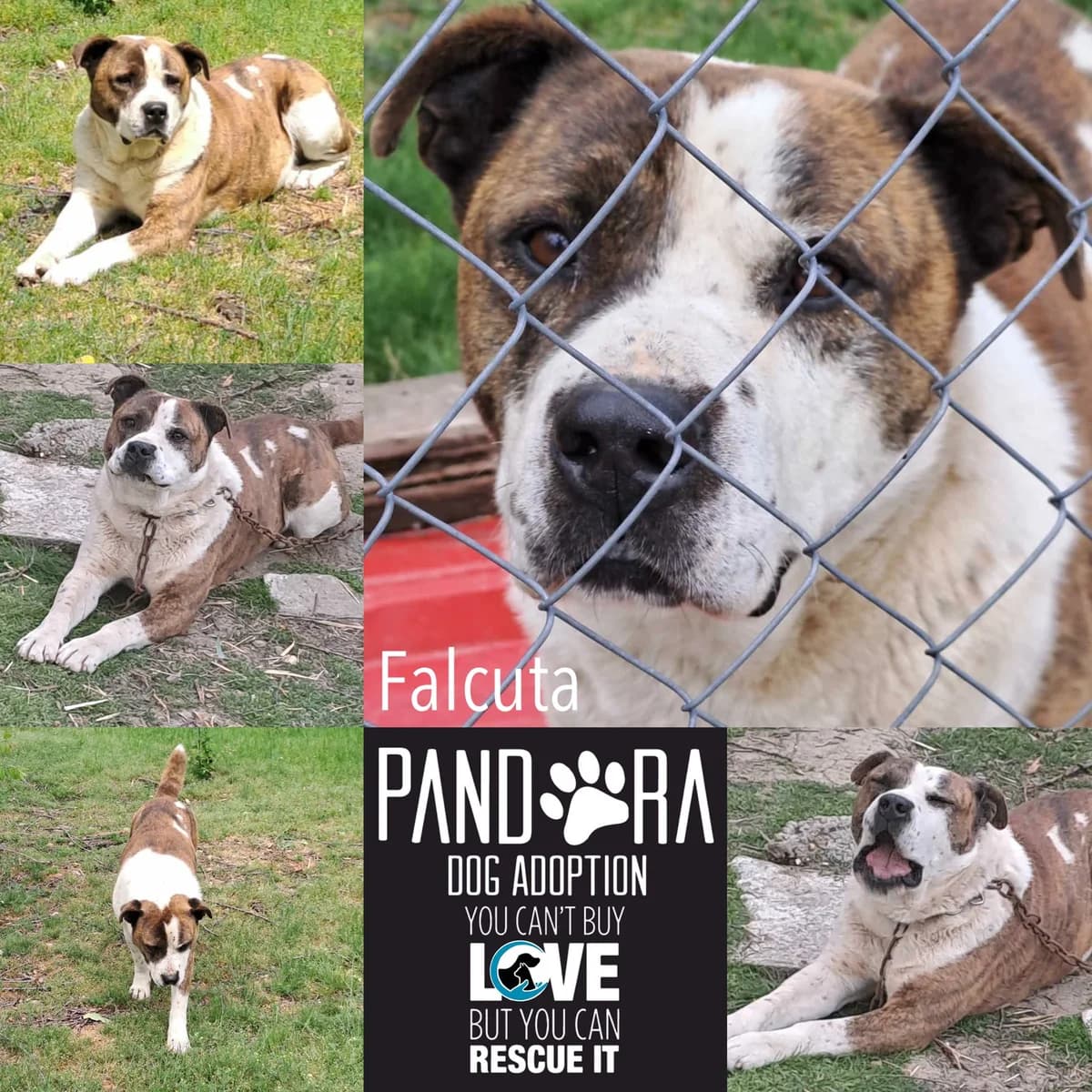 Falcuta,  senior Mixed Breed for adoption at Stichting Pandora