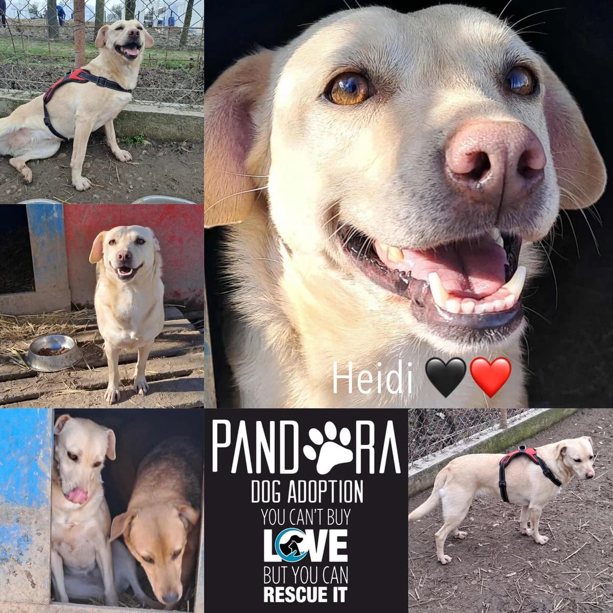 Heidi, zwart  5yo Mixed Breed for adoption at Stichting Pandora
