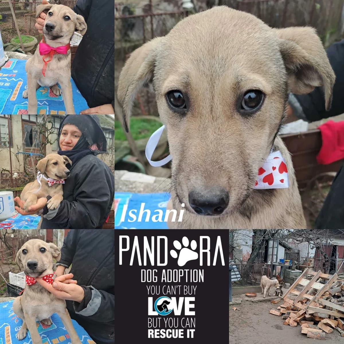 Ishani,  Mixed Breed for adoption at Stichting Pandora