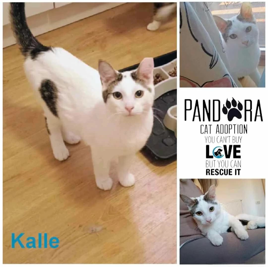 Kalle,  young Mixed Breed for adoption at Stichting Pandora