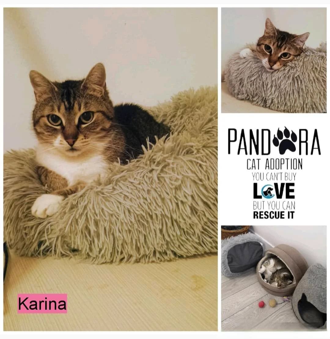 Karina, young Mixed Breed for adoption at Stichting Pandora