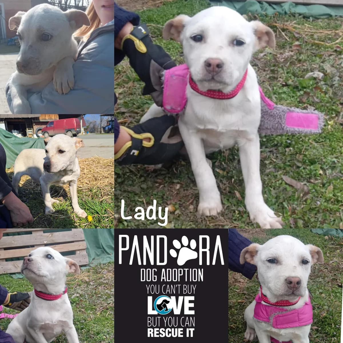 Lady,  puppy Mixed Breed for adoption at Stichting Pandora
