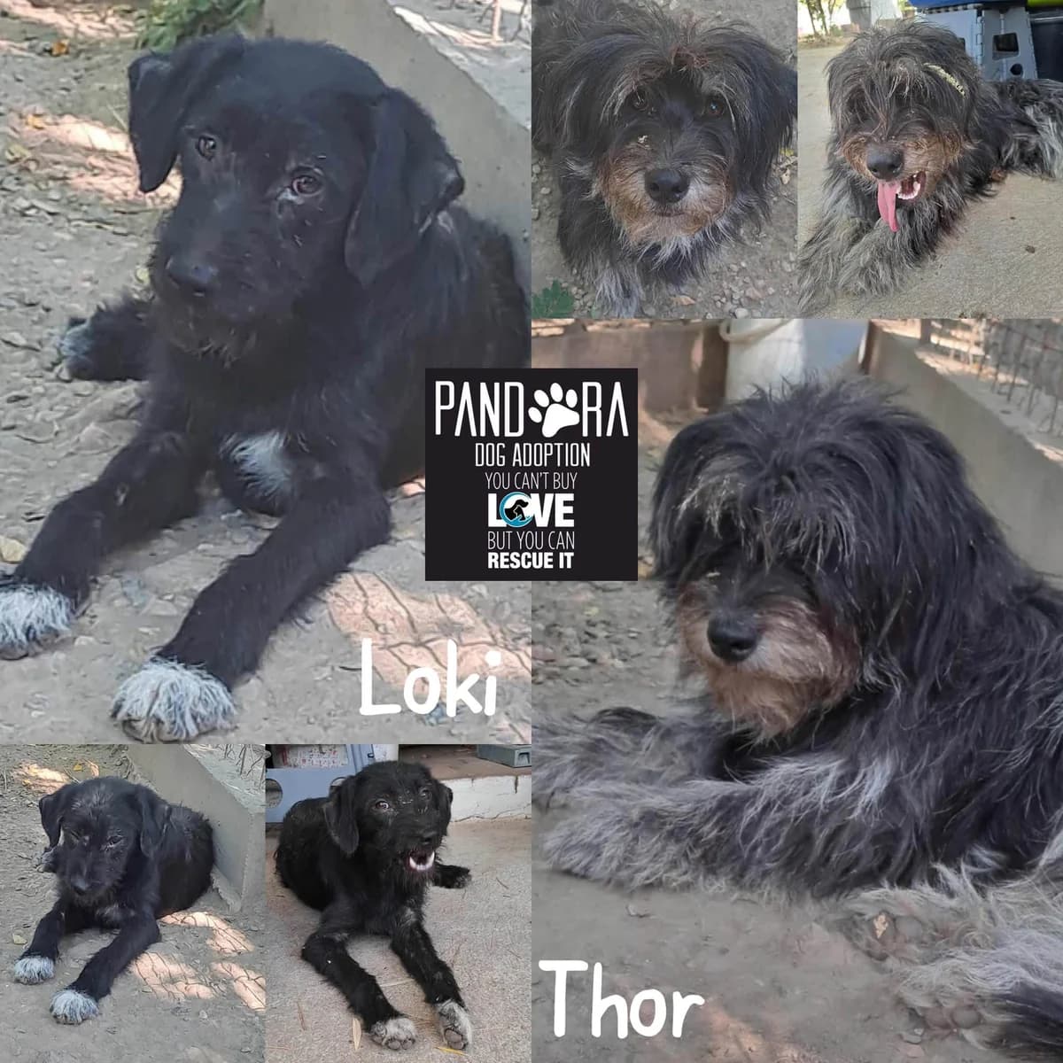 Loki & Thor,  young Mixed Breed for adoption at Stichting Pandora