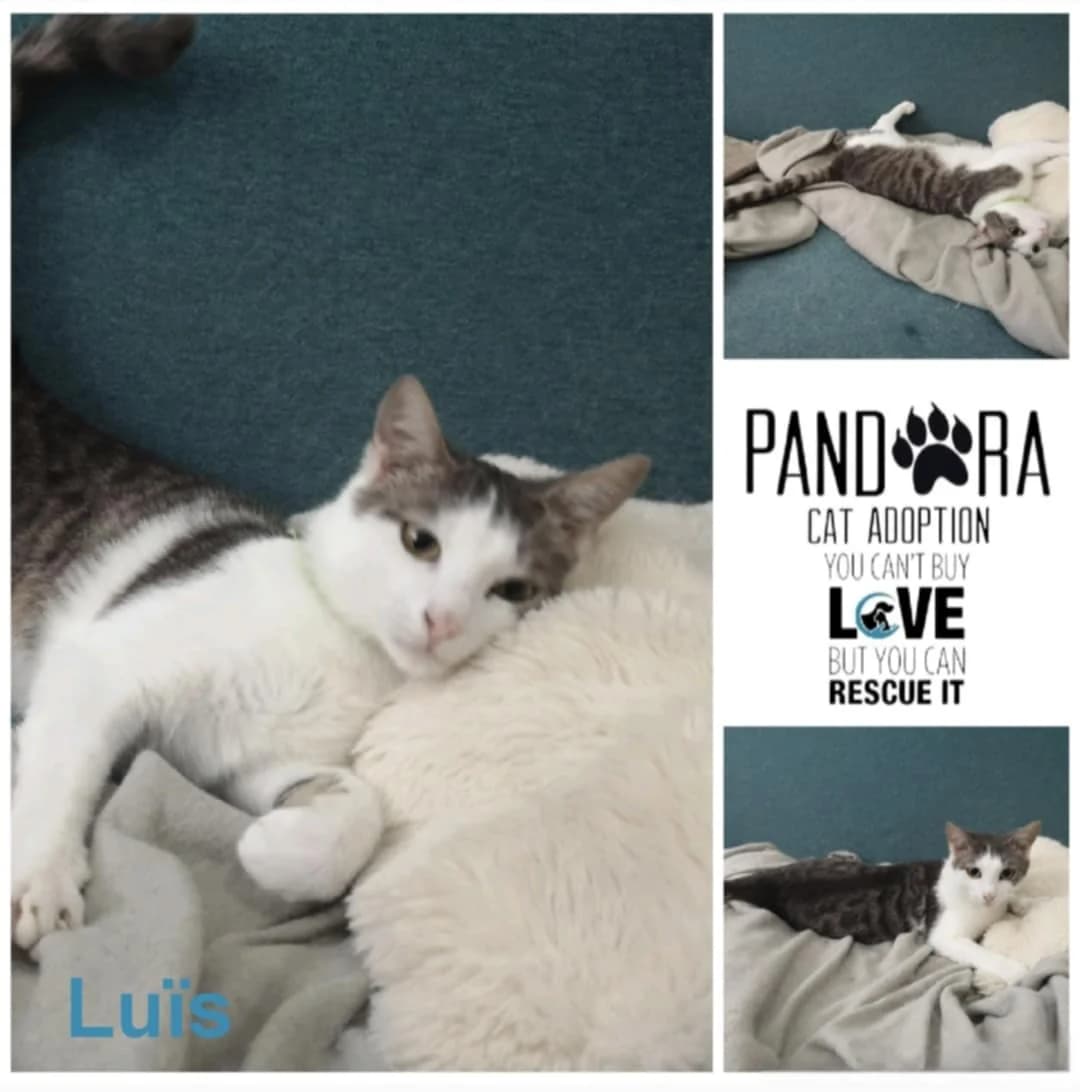 Luis, young Mixed Breed for adoption at Stichting Pandora