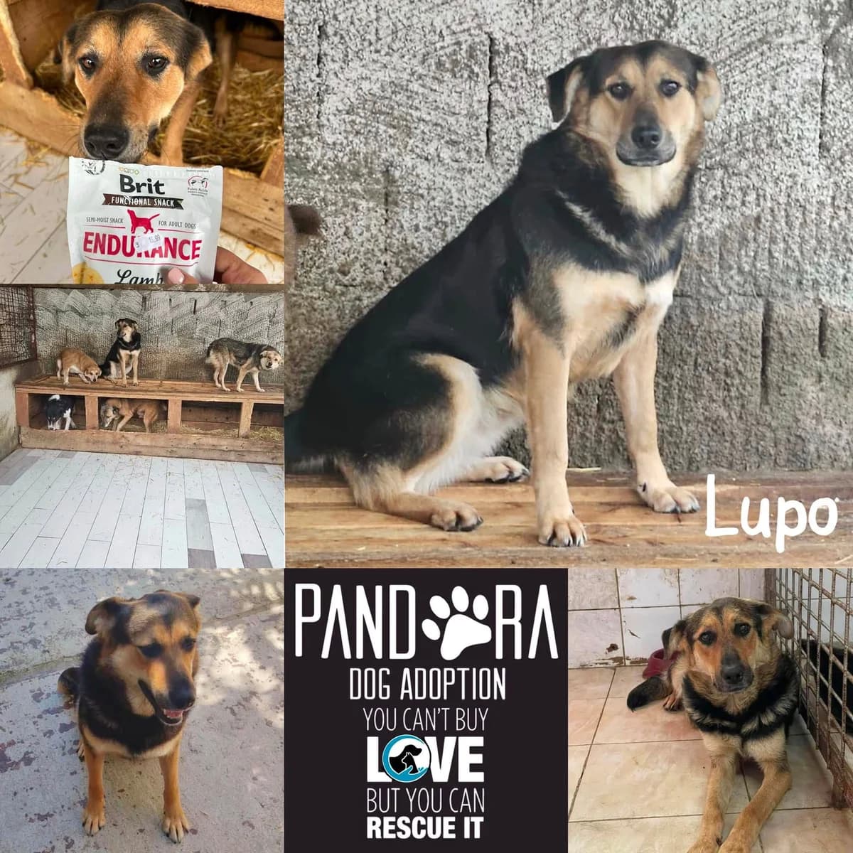 Lupo,  4yo Mixed Breed for adoption at Stichting Pandora
