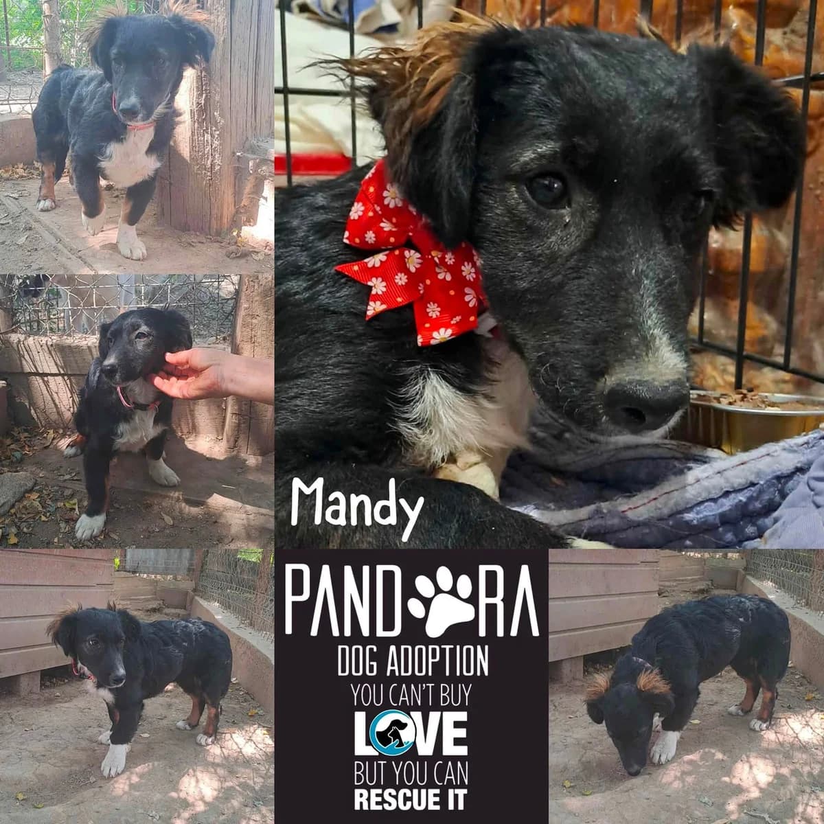 Mandy,  puppy Mixed Breed for adoption at Stichting Pandora
