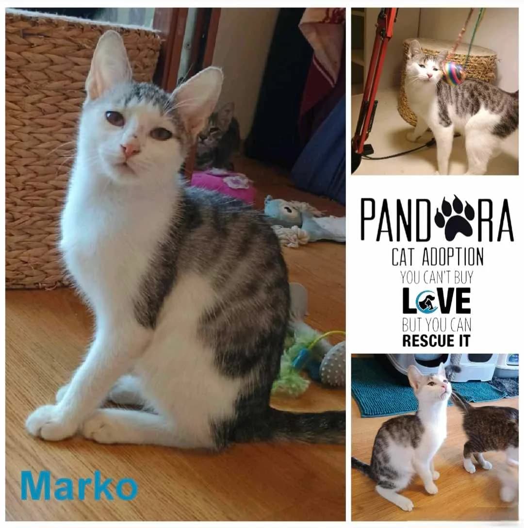 Marko,  puppy Mixed Breed for adoption at Stichting Pandora
