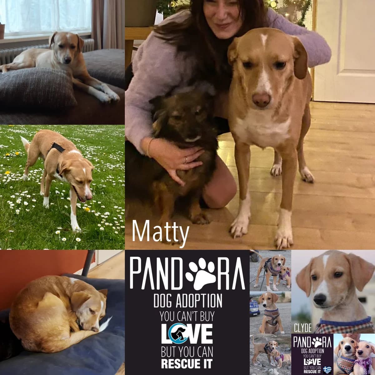 Matty,  5yo Mixed Breed for adoption at Stichting Pandora