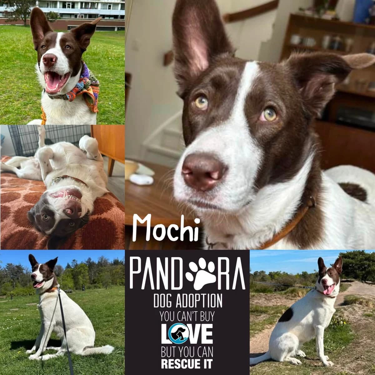 Mochi,  young Mixed Breed for adoption at Stichting Pandora