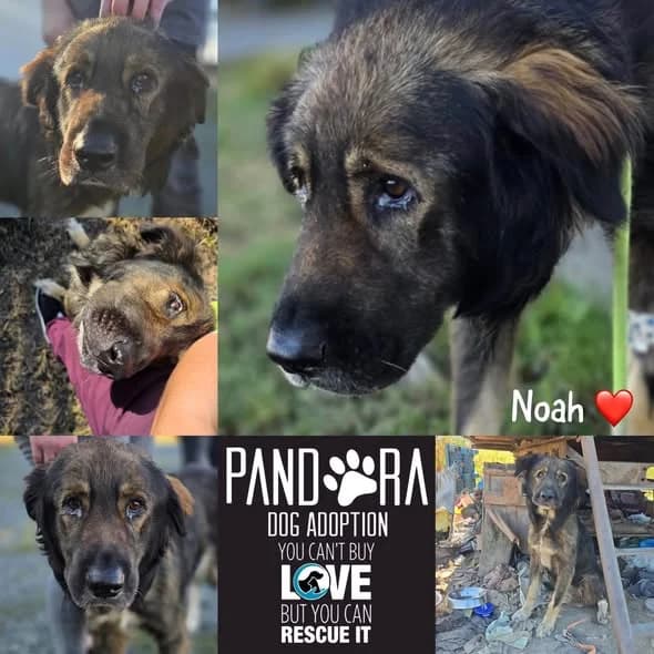 Noah,  5yo Mixed Breed for adoption at Stichting Pandora
