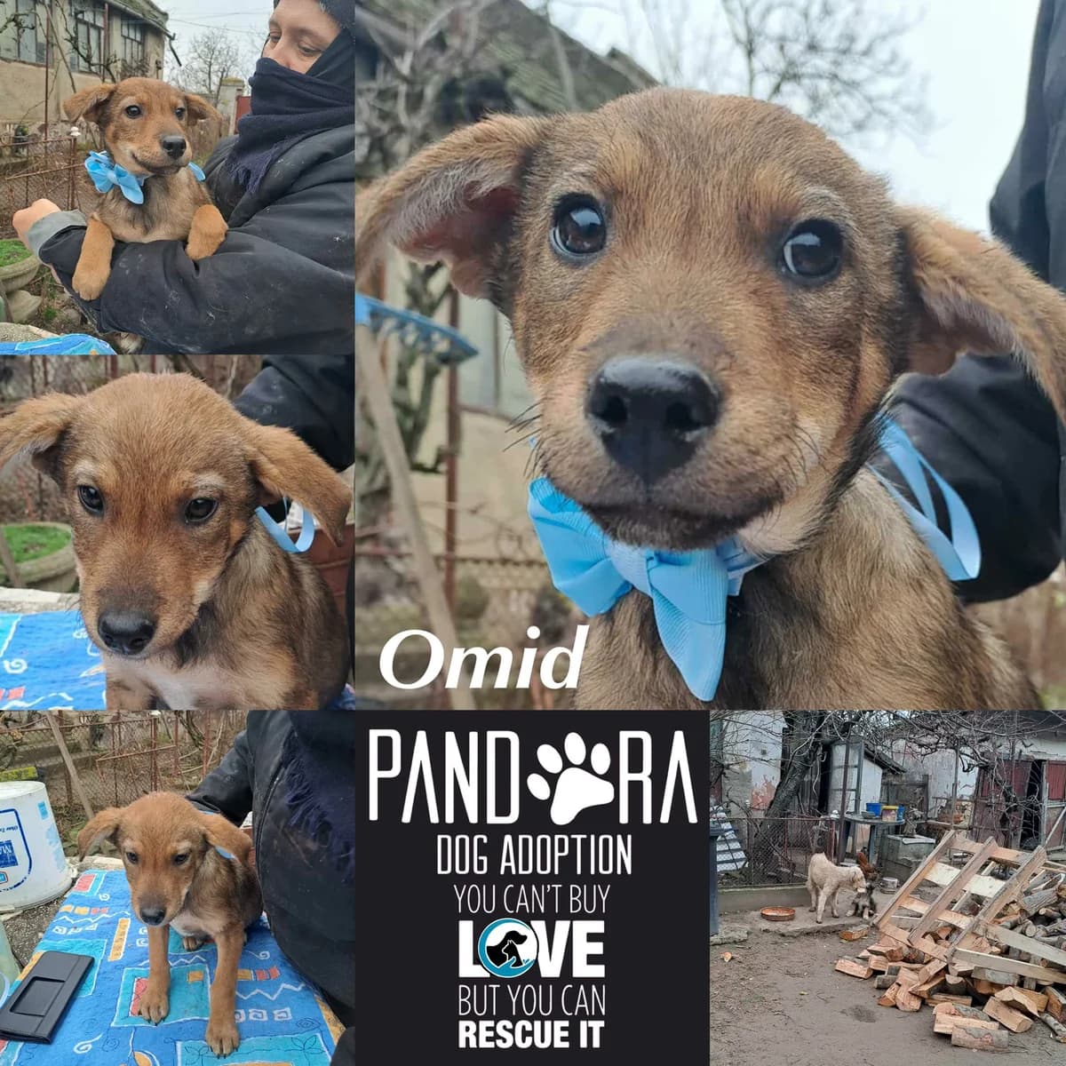 Omid,  Mixed Breed for adoption at Stichting Pandora