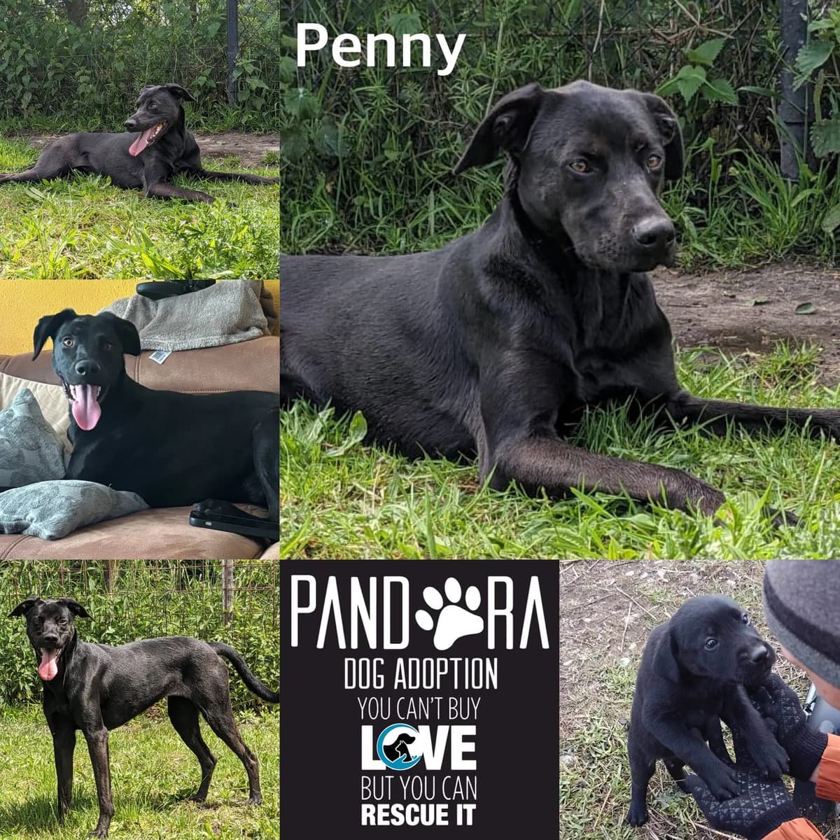 Penny,  5yo Mixed Breed for adoption at Stichting Pandora