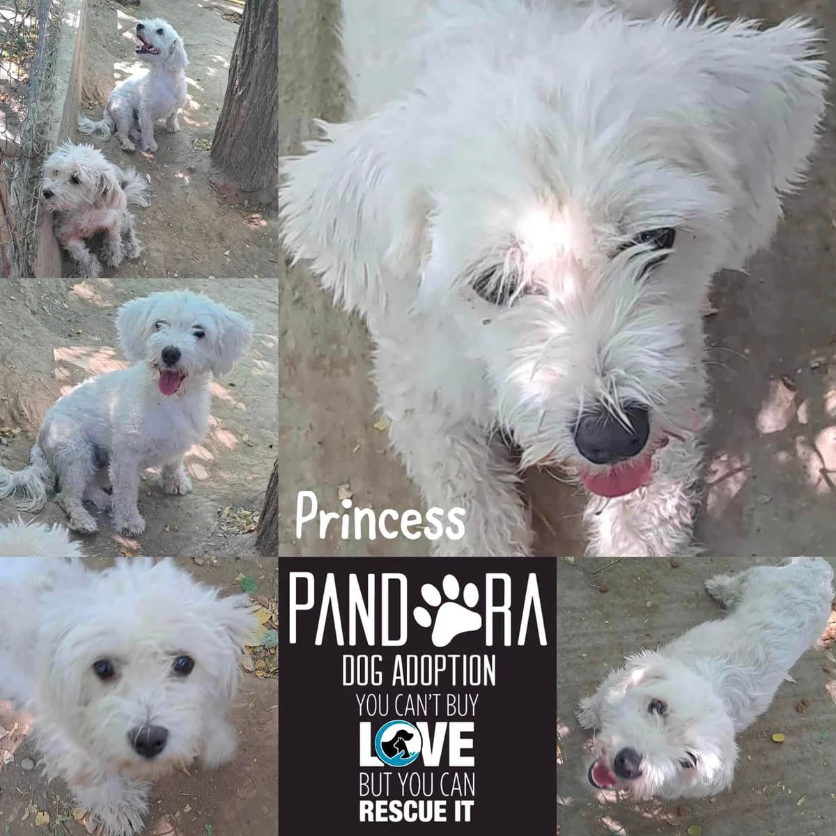 Princess,  3yo Mixed Breed for adoption at Stichting Pandora