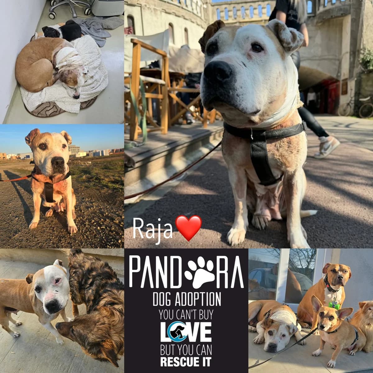 Raja,  puppy Mixed Breed for adoption at Stichting Pandora