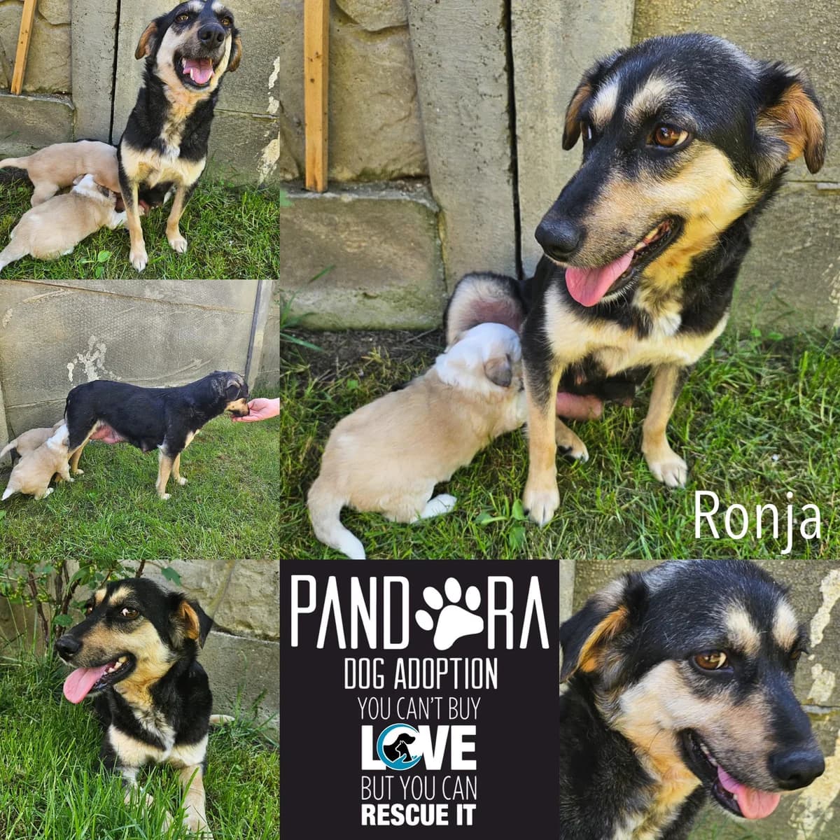 Ronja,  5yo Mixed Breed for adoption at Stichting Pandora