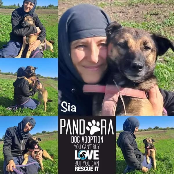 Sia,  3yo Mixed Breed for adoption at Stichting Pandora