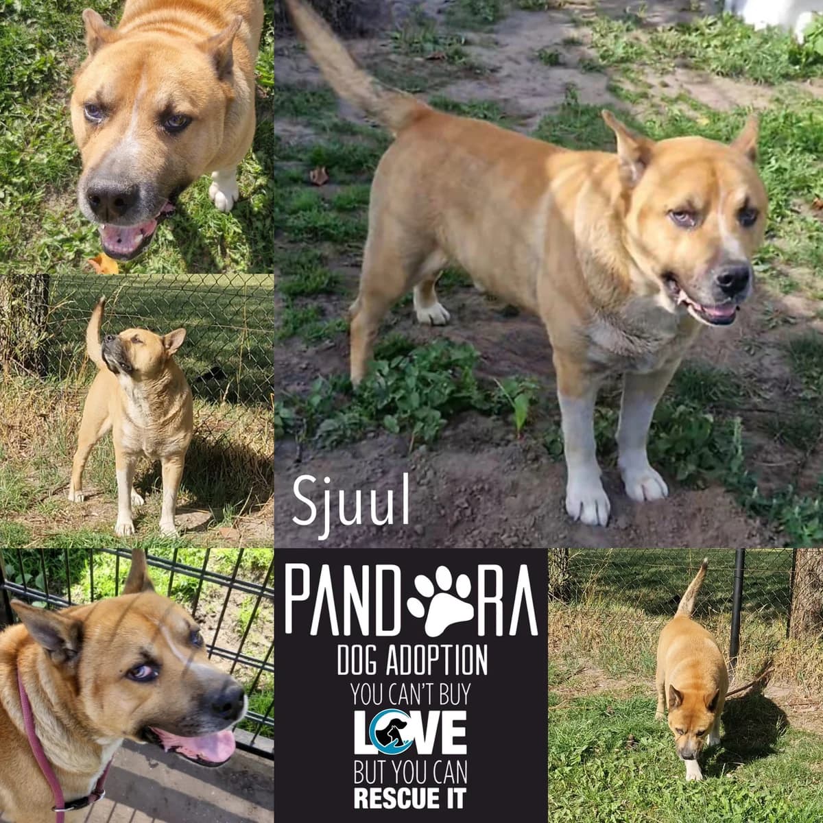 Sjuul,  6yo Mixed Breed for adoption at Stichting Pandora