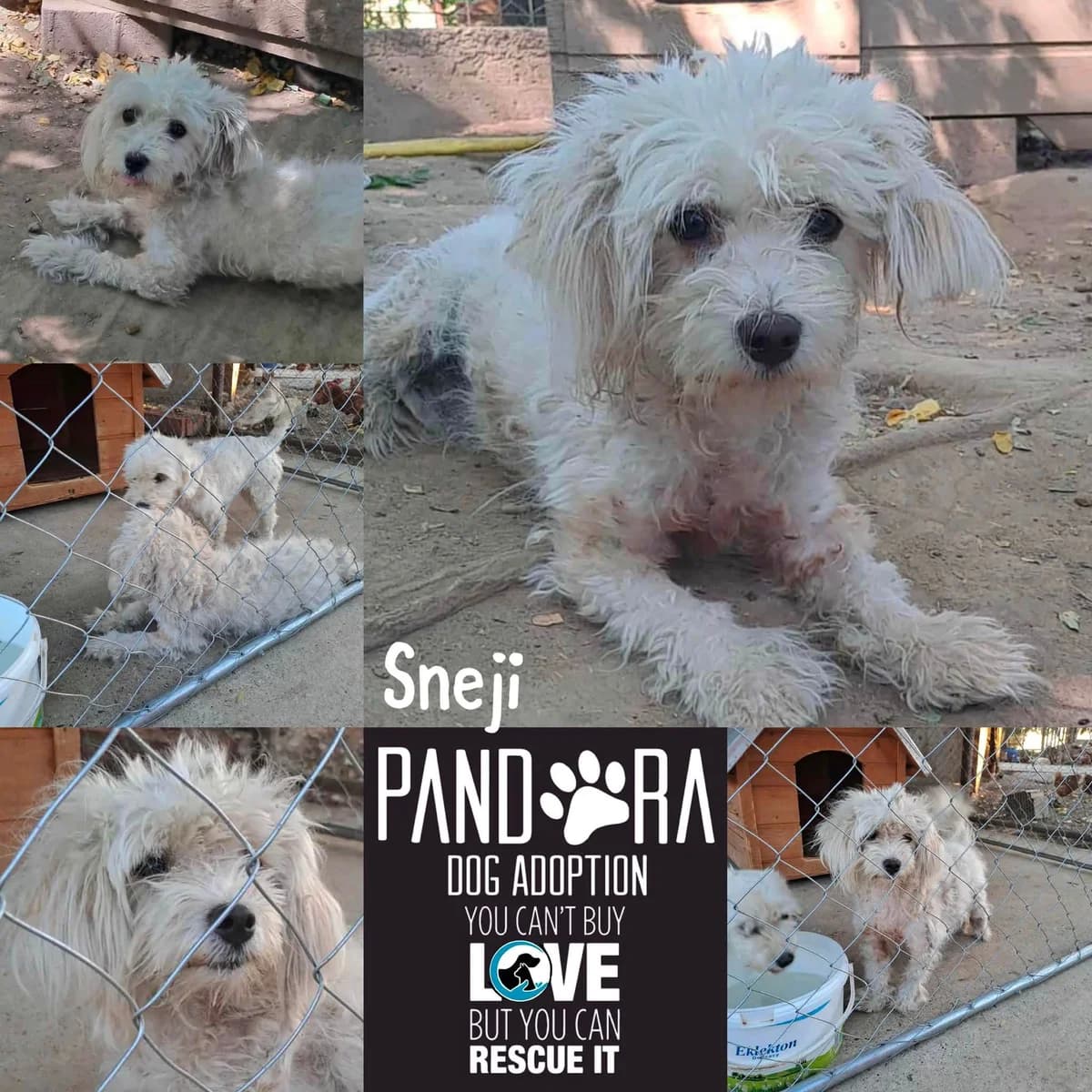 Sneji,  3yo Mixed Breed for adoption at Stichting Pandora