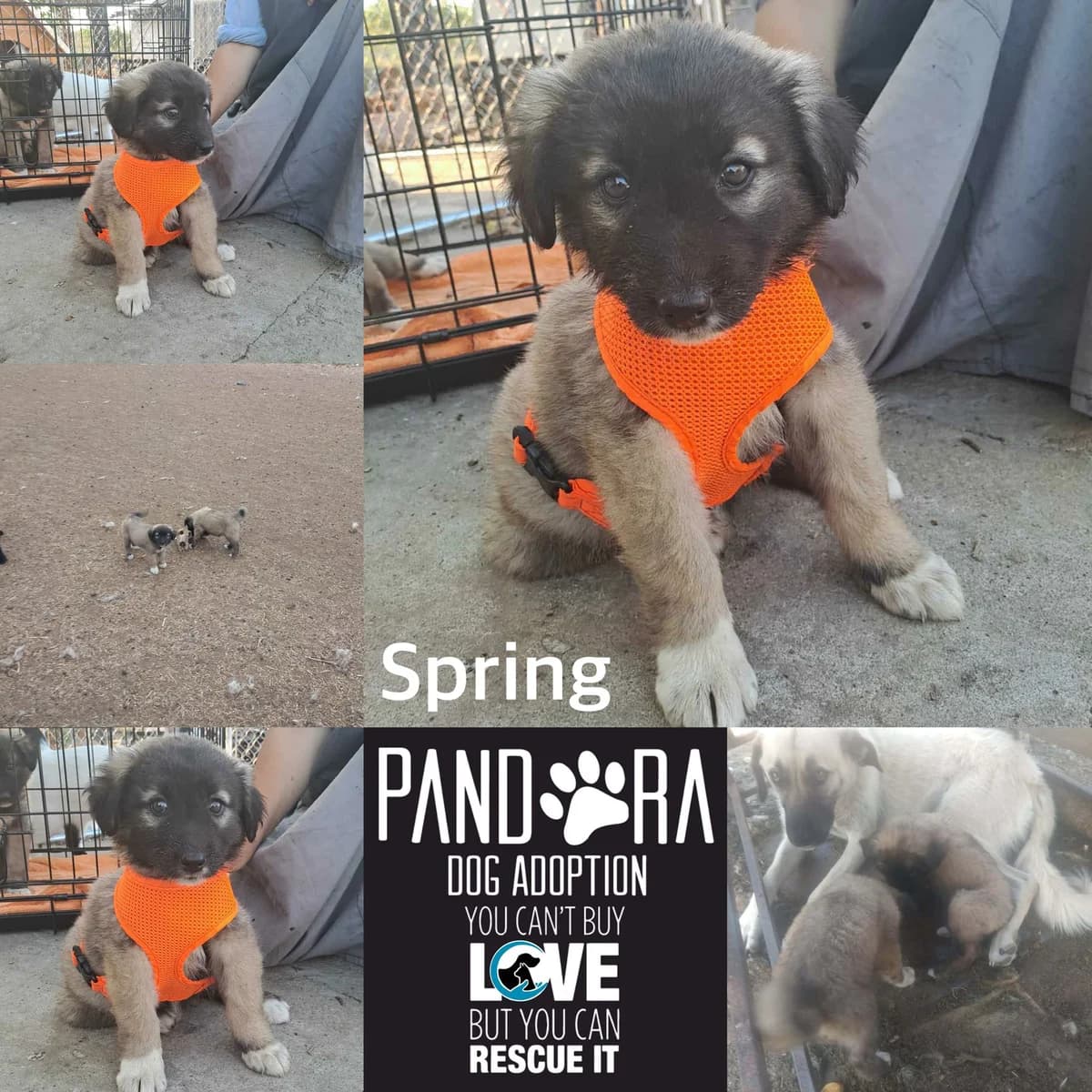 Spring,  puppy Mixed Breed for adoption at Stichting Pandora
