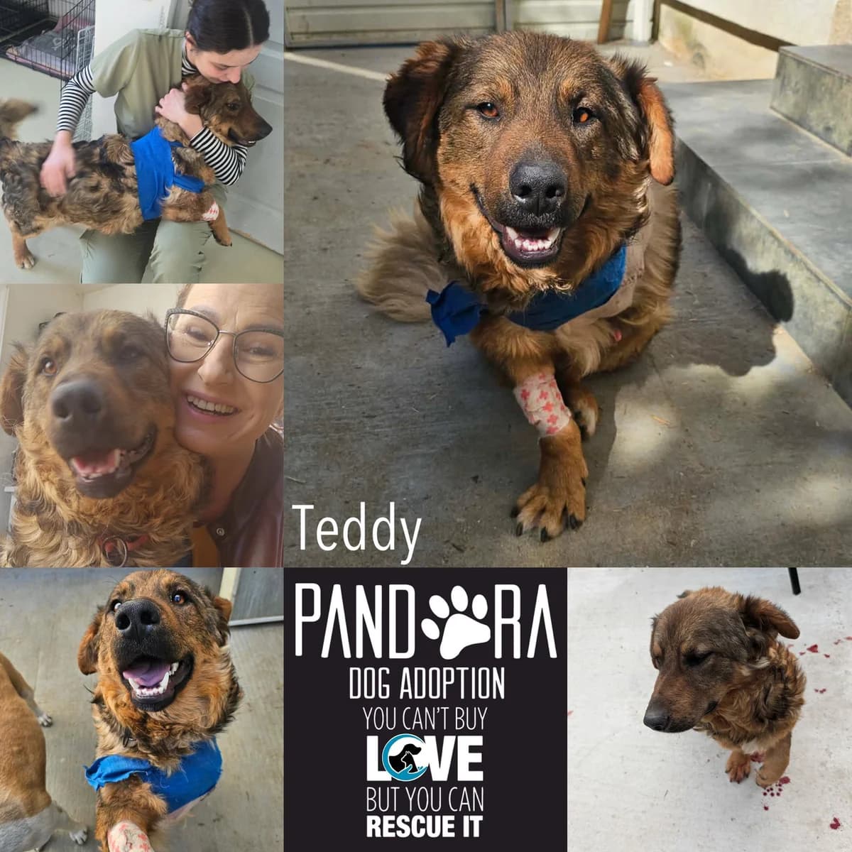 Teddy, wit  puppy Mixed Breed for adoption at Stichting Pandora