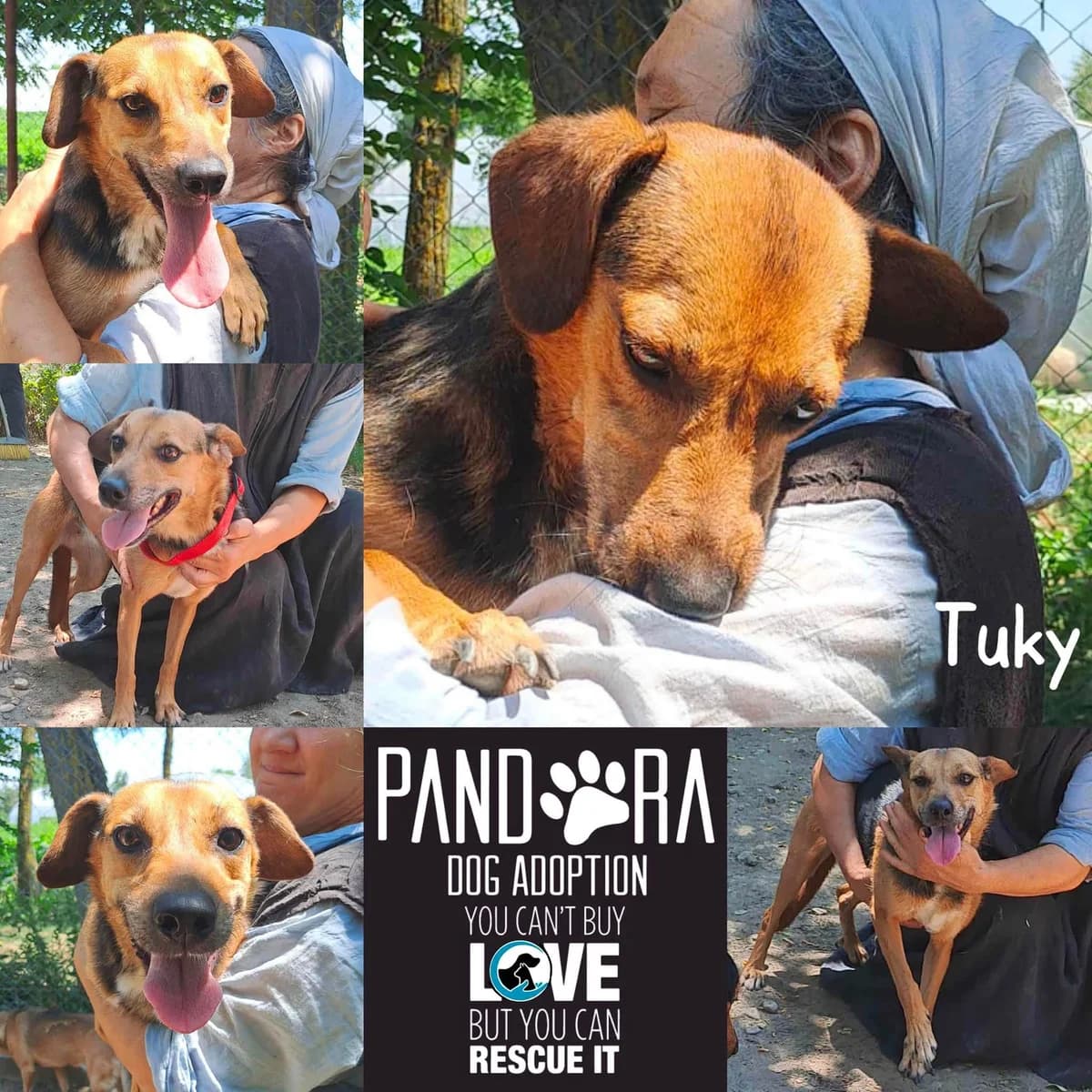 Tuky,  5yo Mixed Breed for adoption at Stichting Pandora