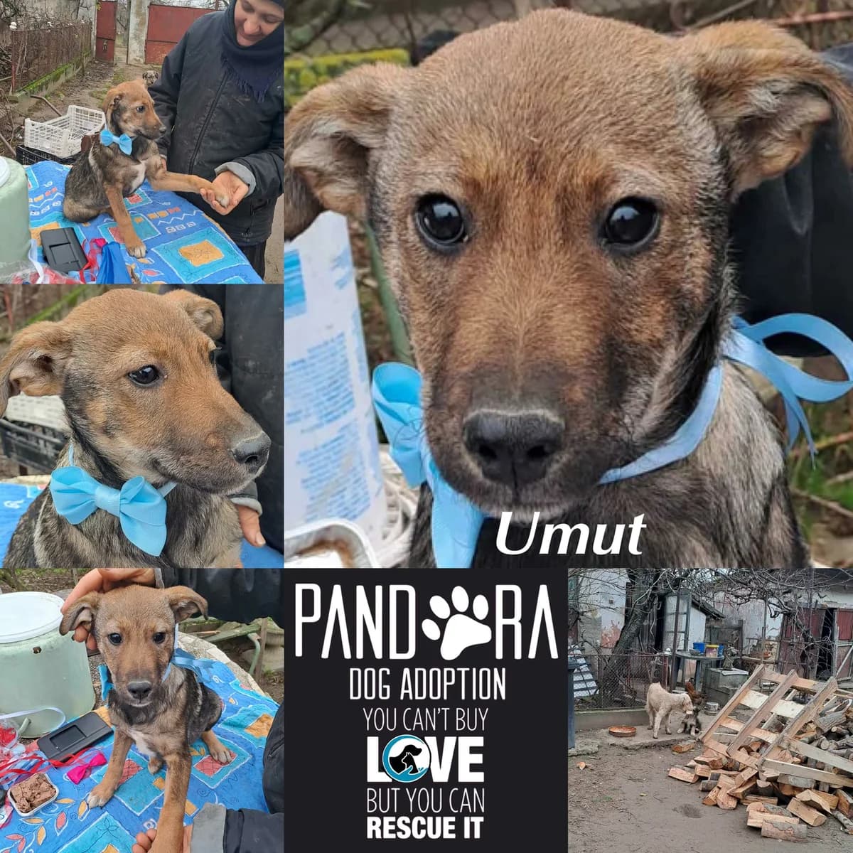 Umut,  Mixed Breed for adoption at Stichting Pandora
