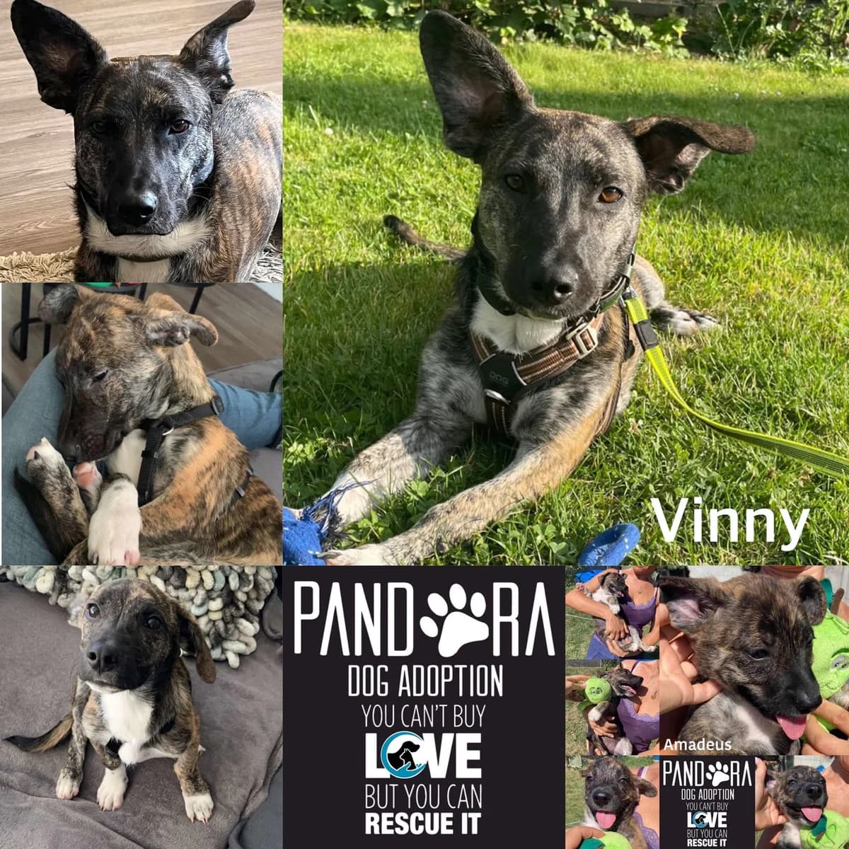 Vinny,  young Mixed Breed for adoption at Stichting Pandora