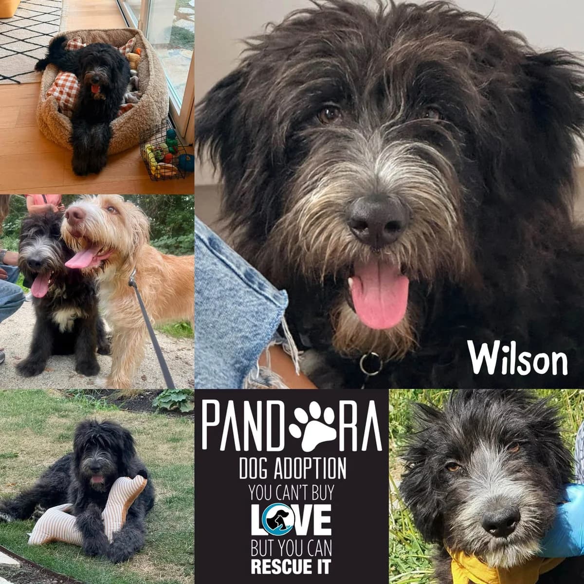 Wilson,  puppy Mixed Breed for adoption at Stichting Pandora