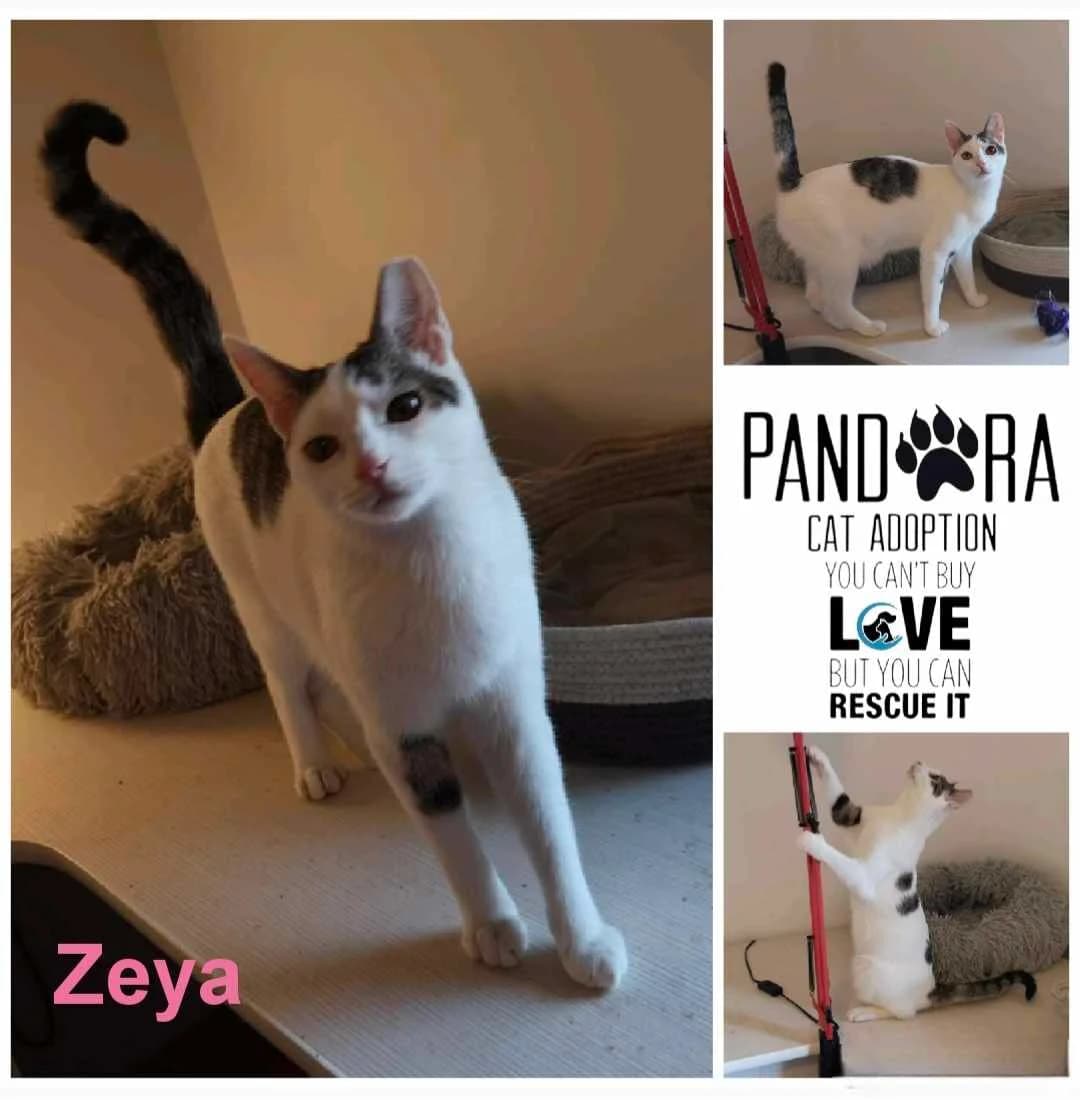 Zeya,  5yo Mixed Breed for adoption at Stichting Pandora