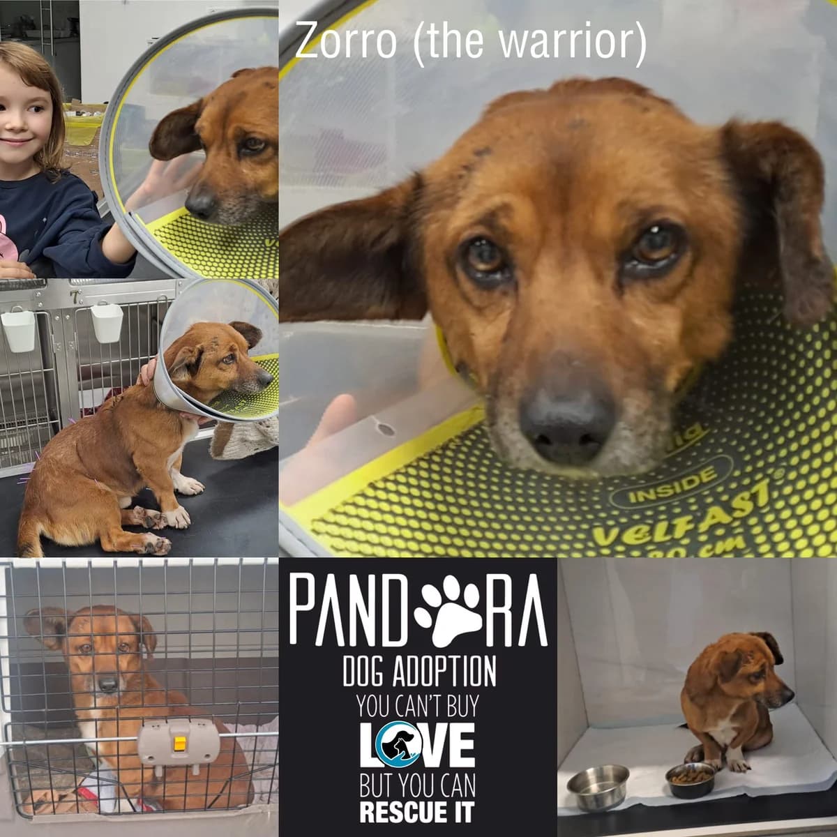 Zorro,  7yo Mixed Breed for adoption at Stichting Pandora
