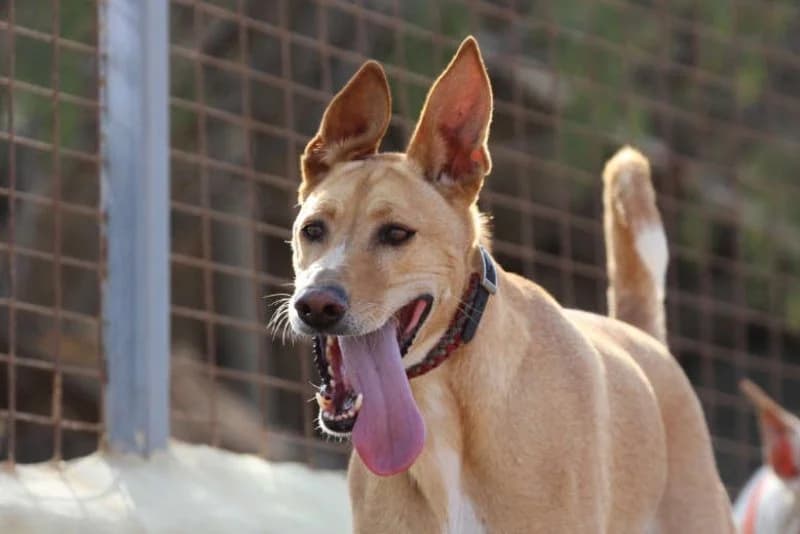 Ely, male 7yo Podenco for adoption at description, AL Ridderkerk