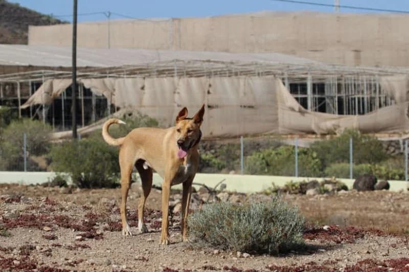 Ely, male Podenco for adoption at description — photo 2 of 63