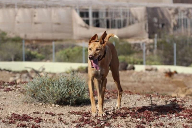 Ely, male Podenco for adoption at description — photo 3 of 63