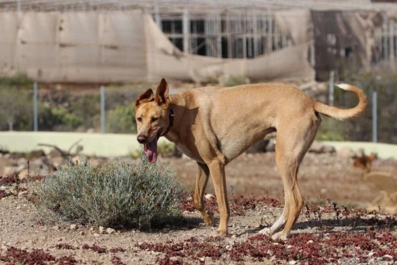 Ely, male Podenco for adoption at description — photo 4 of 63