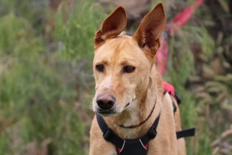 Ely, male Podenco for adoption at description — photo 5 of 63