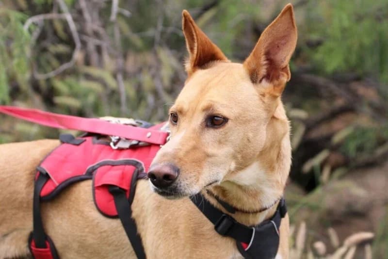 Ely, male Podenco for adoption at description — photo 6 of 63